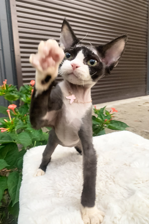 Luna | Devon Rex Kitten