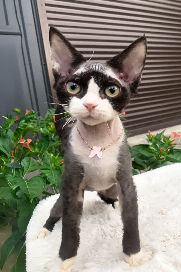 Luna | Devon Rex Kitten
