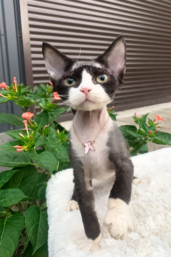 Luna | Devon Rex Kitten