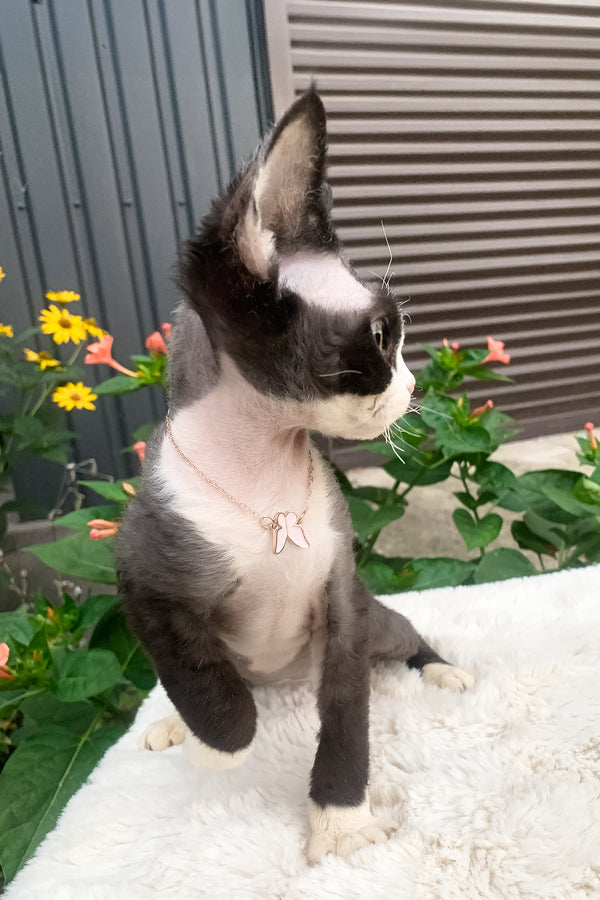 Luna | Devon Rex Kitten