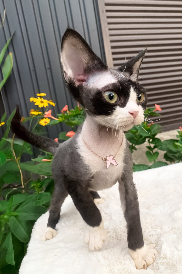 Luna | Devon Rex Kitten