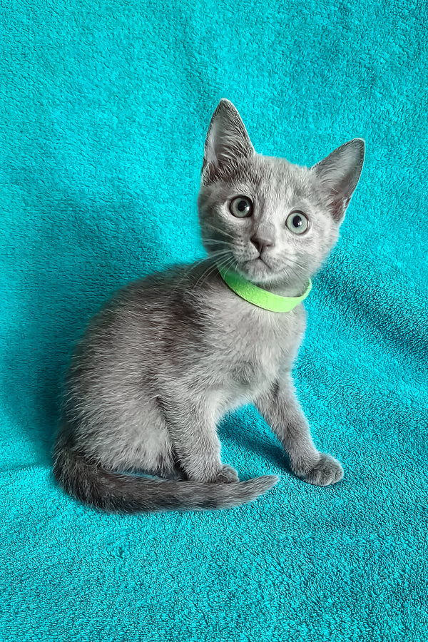 Mishka | Russian Blue Kitten