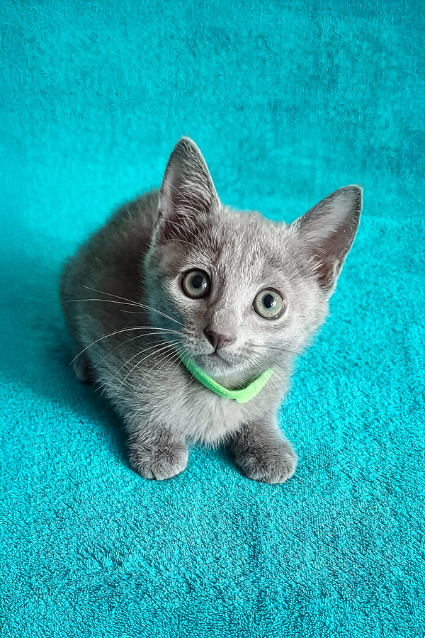 Mishka | Russian Blue Kitten