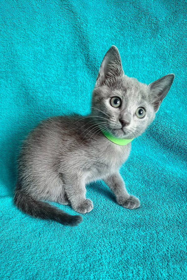 Mishka | Russian Blue Kitten