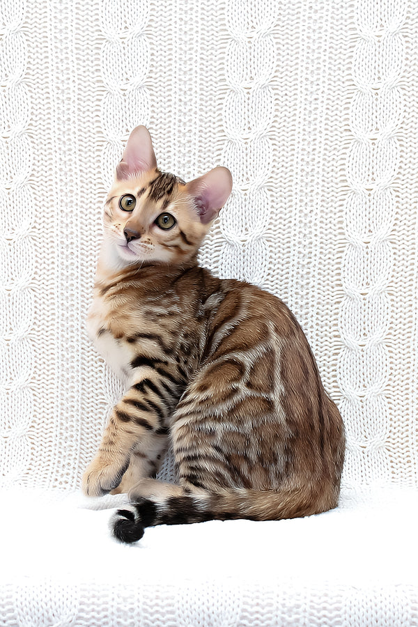 Mozart | Bengal Kitten