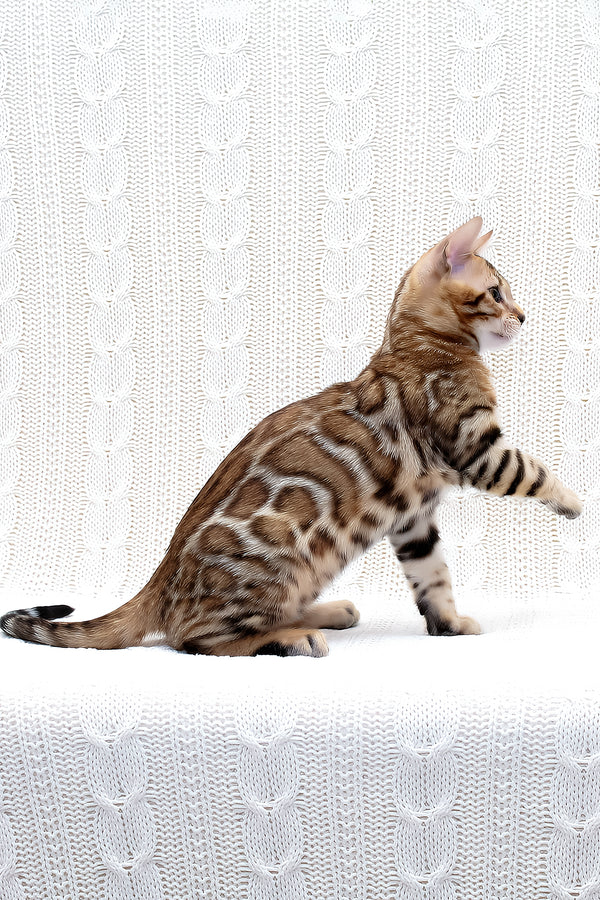 Mozart | Bengal Kitten