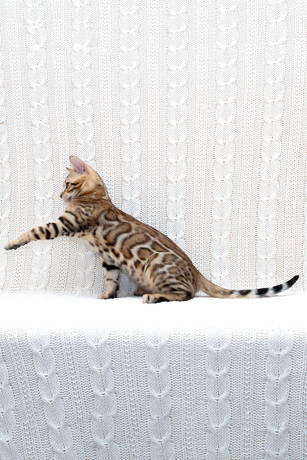 Mozart | Bengal Kitten