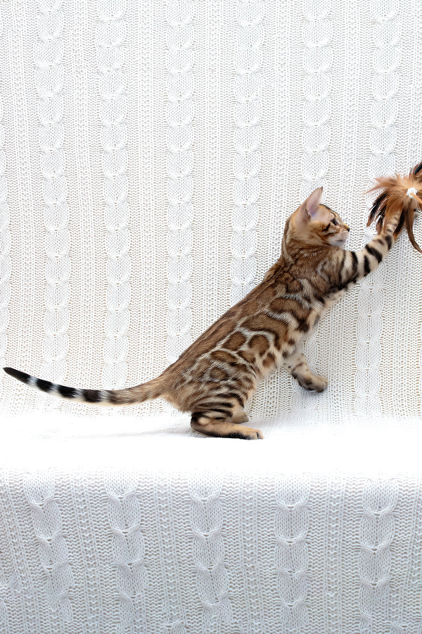 Mozart | Bengal Kitten