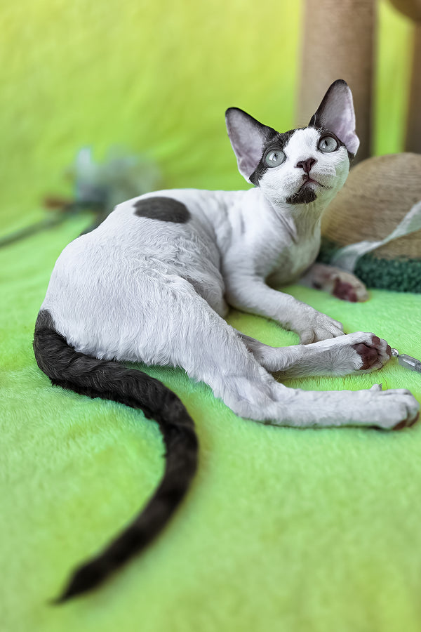 Xyla | Devon Rex Kitten