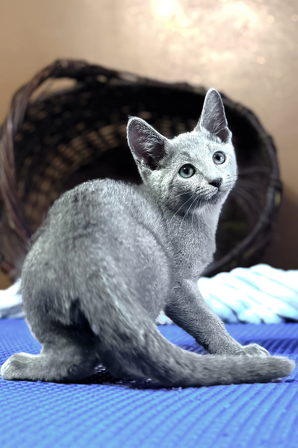 Narimar | Russian Blue Kitten