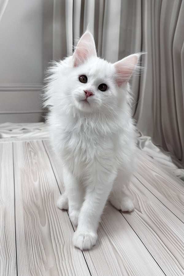 Nura | Maine Coon Kitten