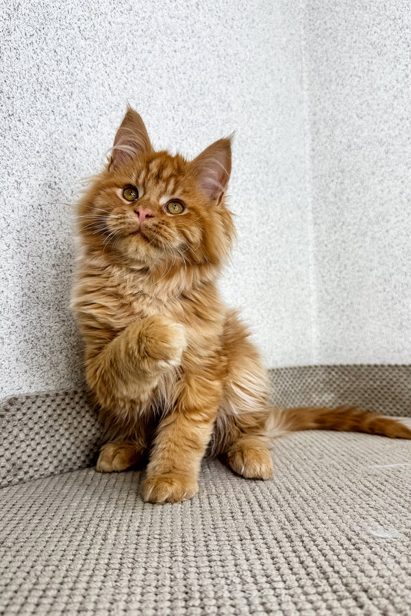 Orney | Maine Coon Kitten