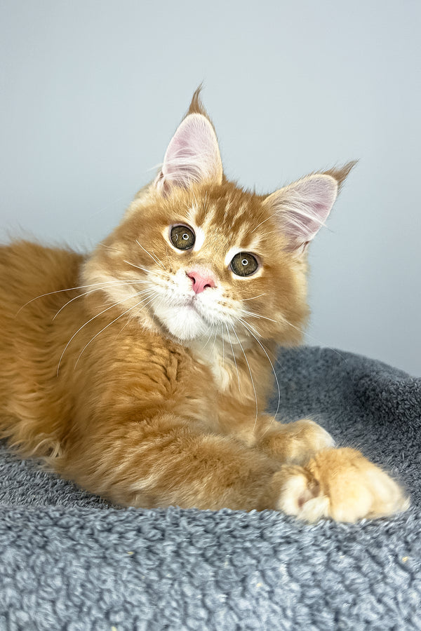 Paprica | Maine Coon Kitten