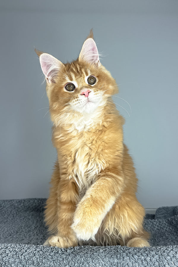 Paprica | Maine Coon Kitten