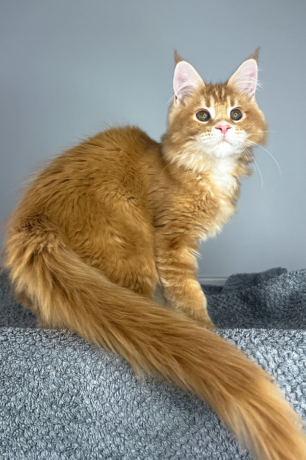 Paprica | Maine Coon Kitten