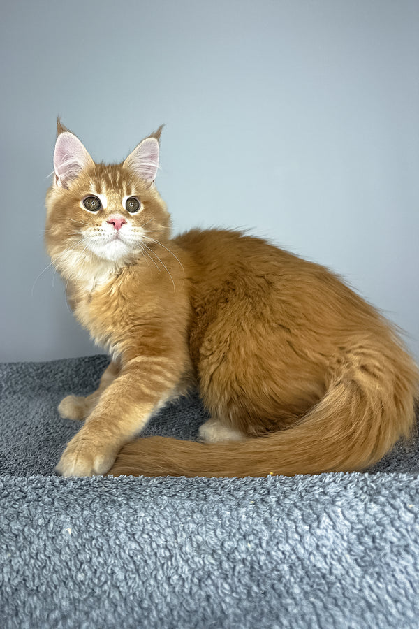 Paprica | Maine Coon Kitten