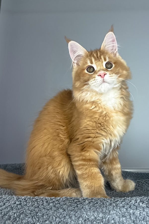 Paprica | Maine Coon Kitten