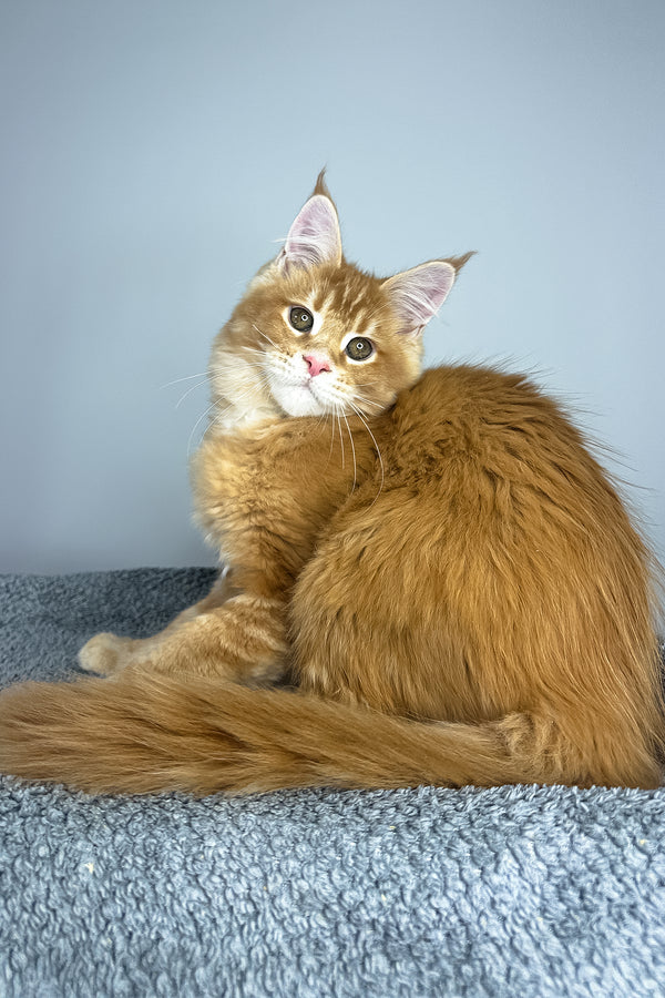 Paprica | Maine Coon Kitten