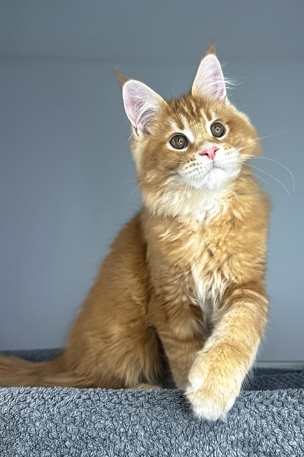 Paprica | Maine Coon Kitten