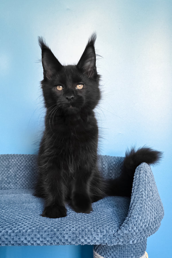 Pirat | Maine Coon Kitten
