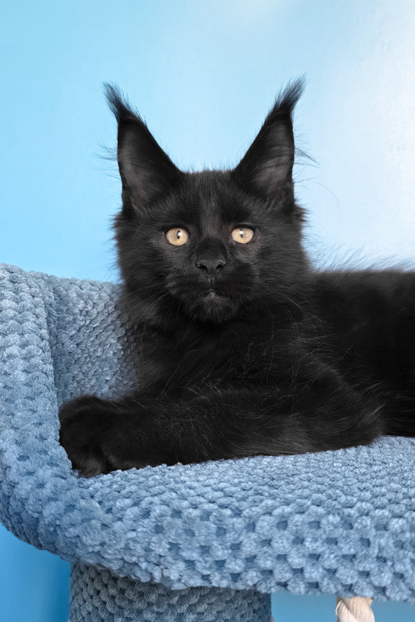 Pirat | Maine Coon Kitten