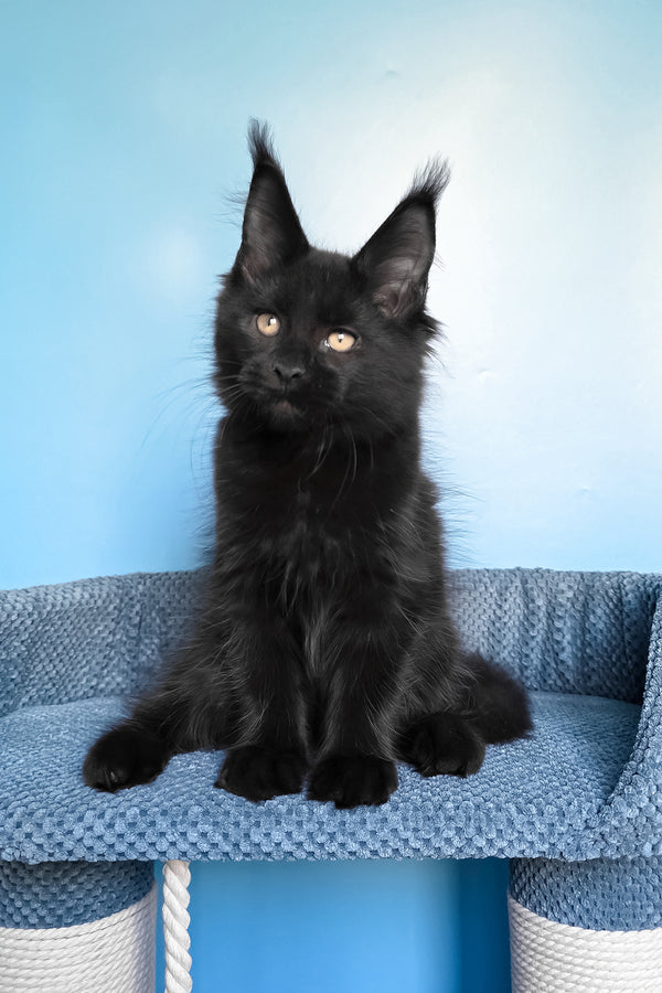 Pirat | Maine Coon Kitten