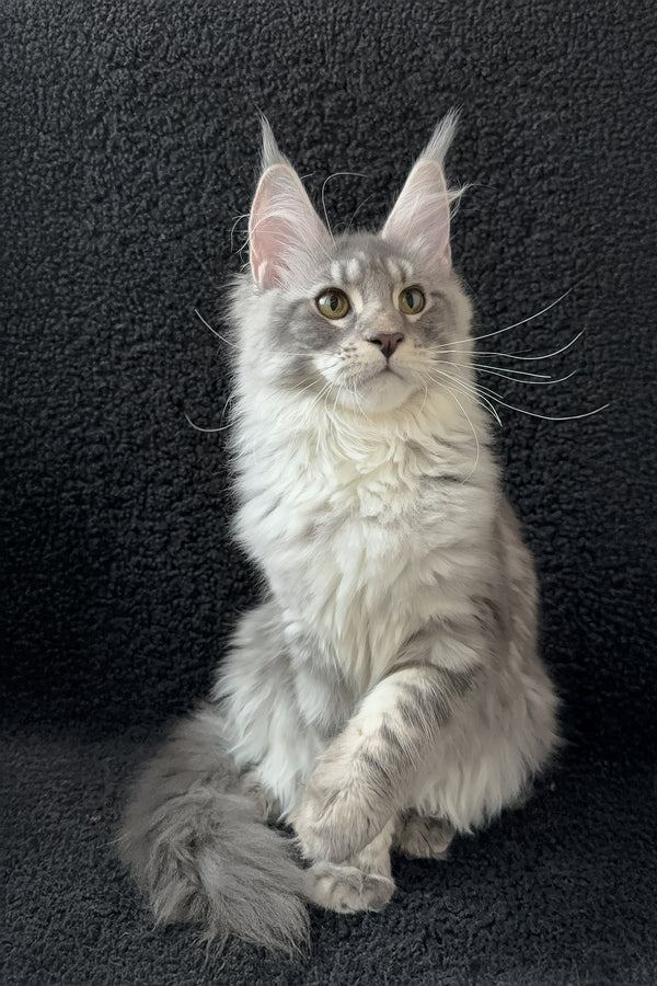 Qamana | Maine Coon Kitten