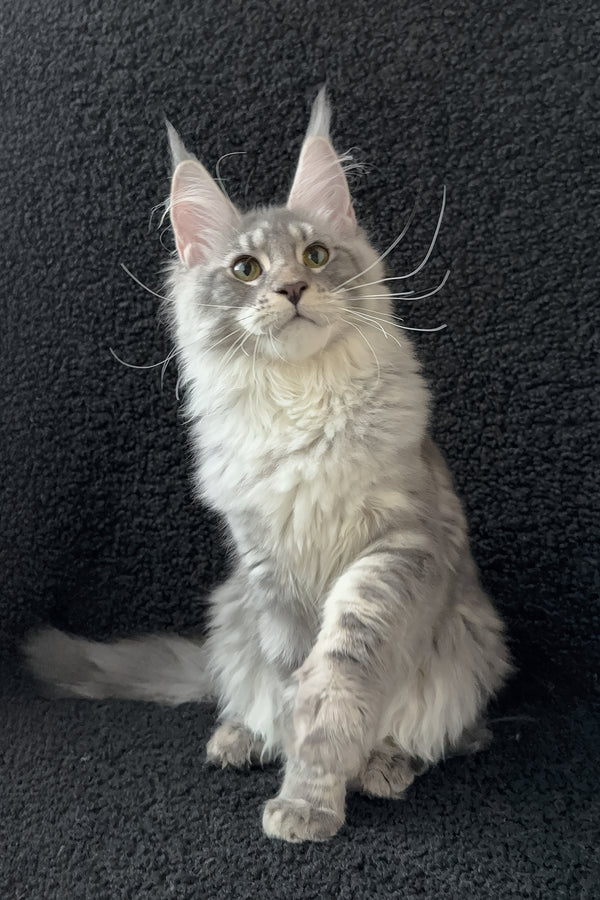 Qamana | Maine Coon Kitten