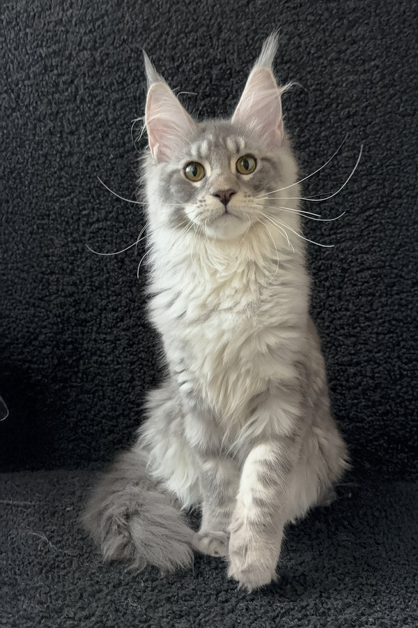 Qamana | Maine Coon Kitten