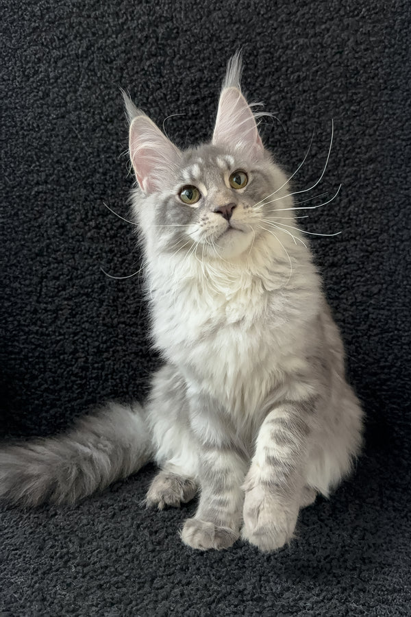Qamana | Maine Coon Kitten
