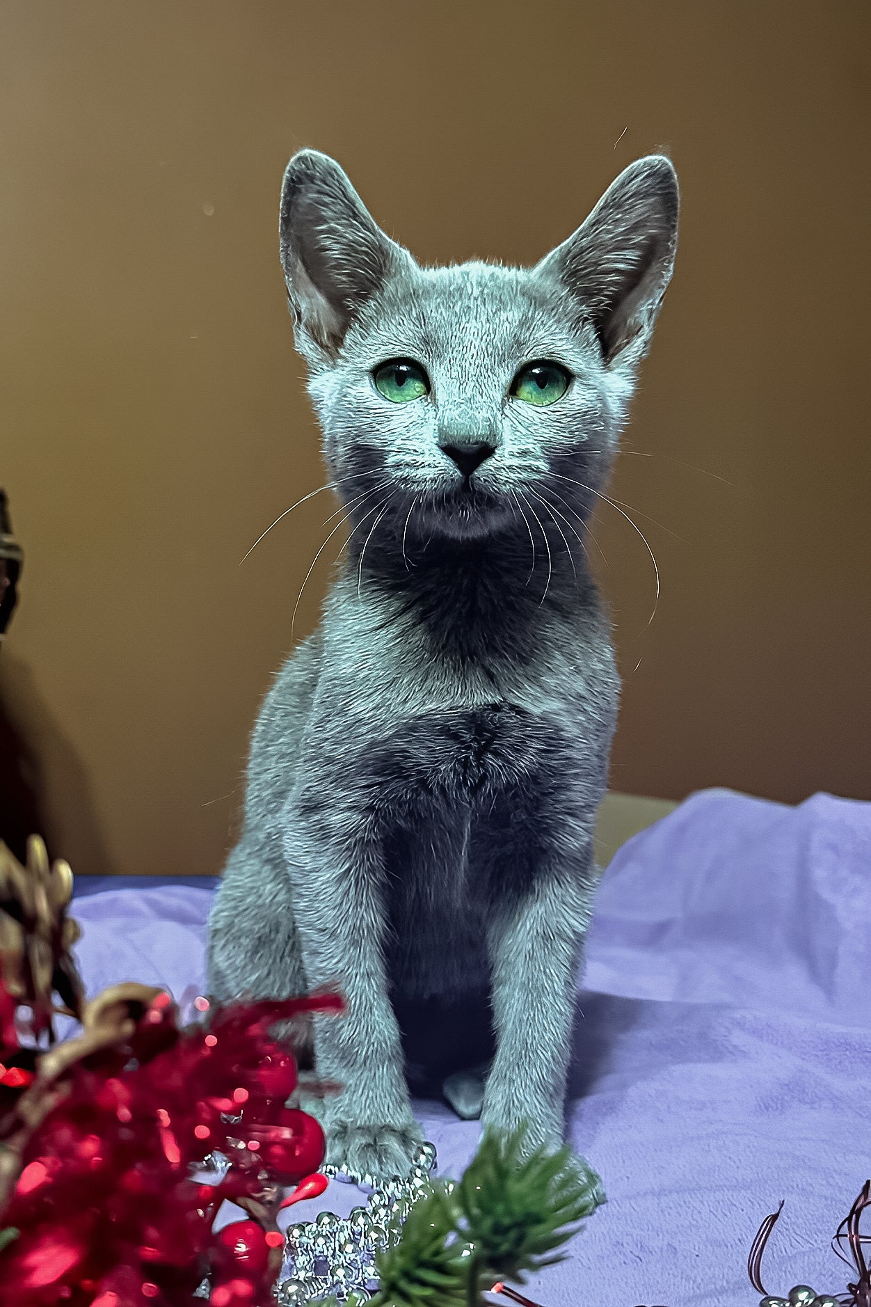 Meet Quera: Your Adorable Russian Blue Kitten