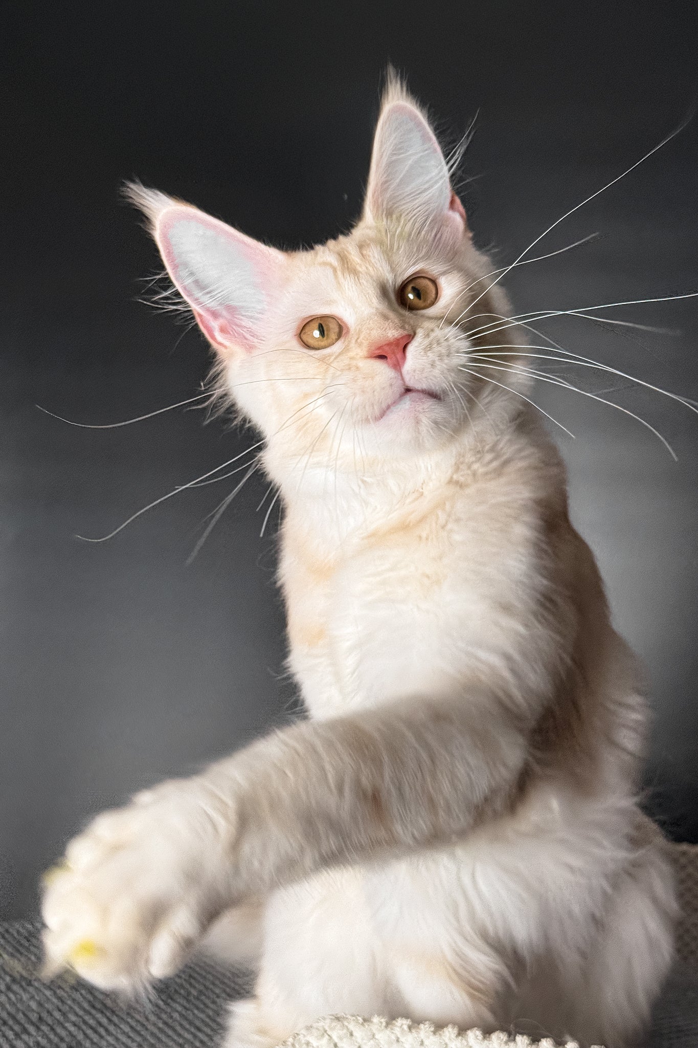 Ragnar the Maine Coon Kitten with Striking Green Eyes