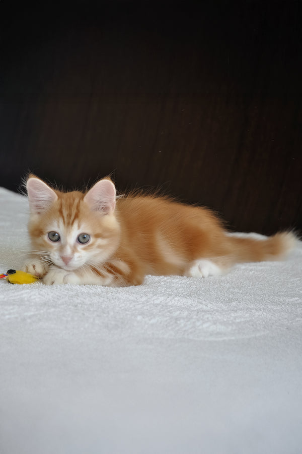 Roni | Siberian Kitten