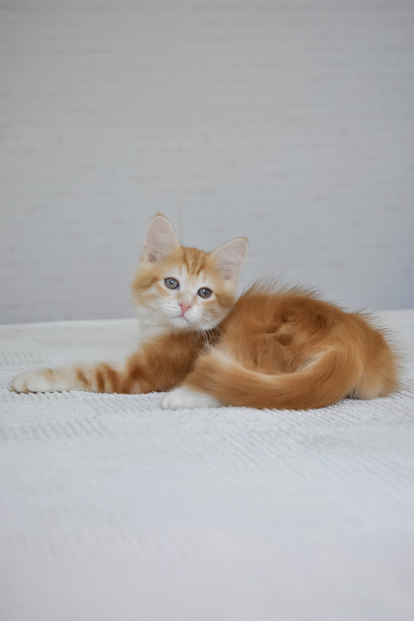 Roni | Siberian Kitten