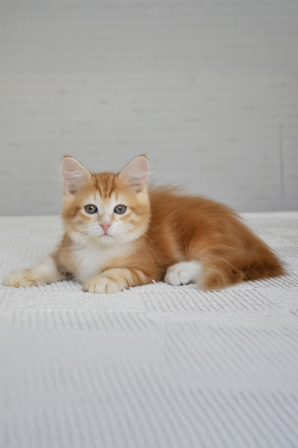 Roni | Siberian Kitten