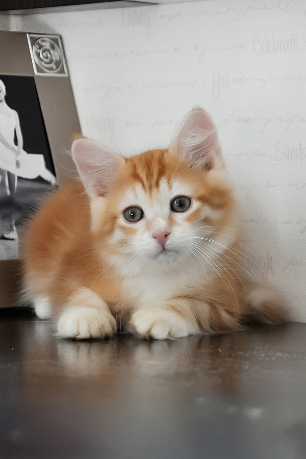 Roni | Siberian Kitten