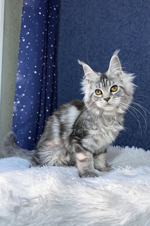 Rune | Maine Coon Kitten