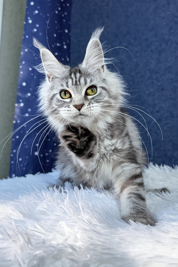 Rune | Maine Coon Kitten