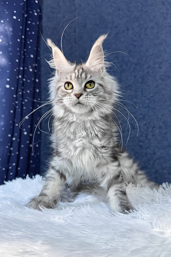 Rune | Maine Coon Kitten