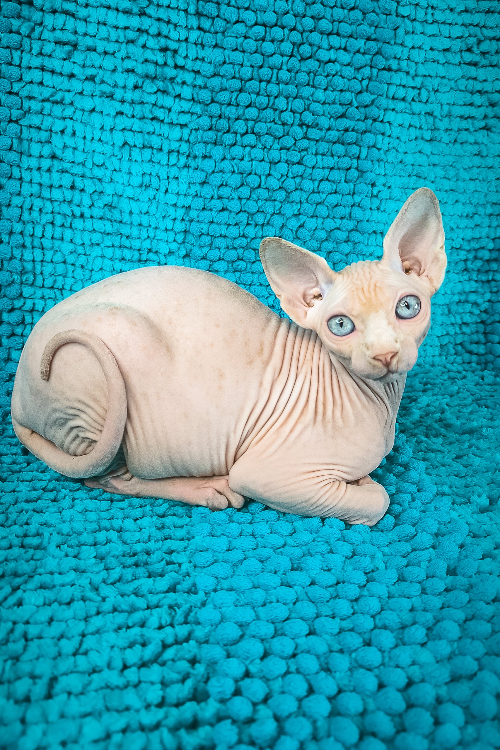 Silver Salidzhi Saner Stunning Canadian Sphynx Kitten