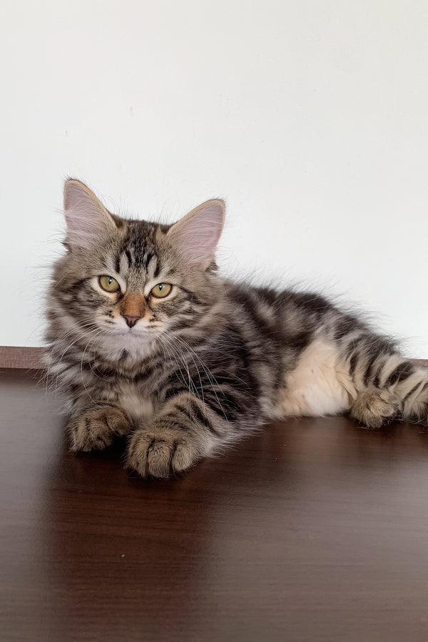Silvia | Siberian Kitten