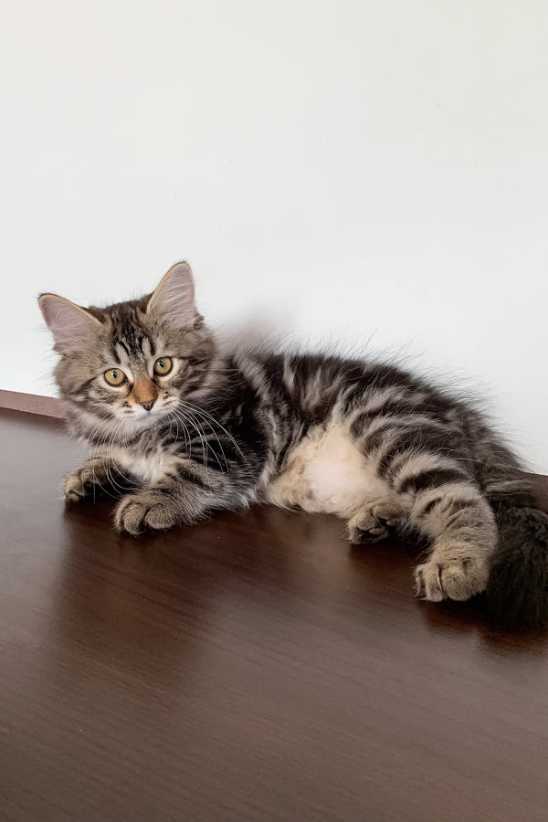 Silvia | Siberian Kitten