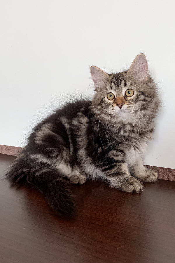 Silvia | Siberian Kitten