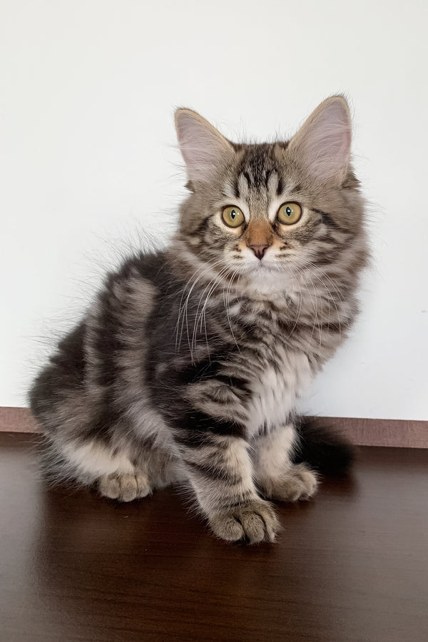 Silvia | Siberian Kitten