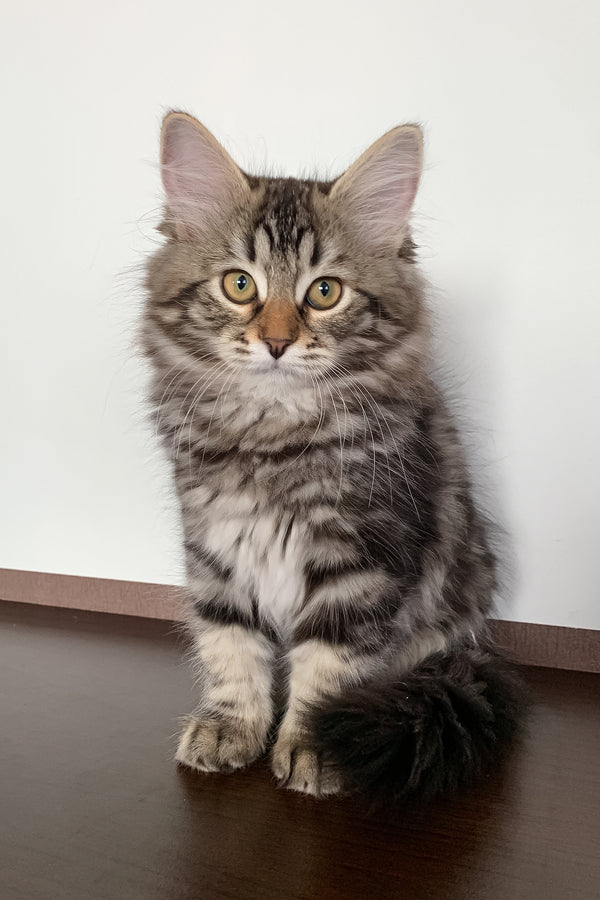 Silvia | Siberian Kitten