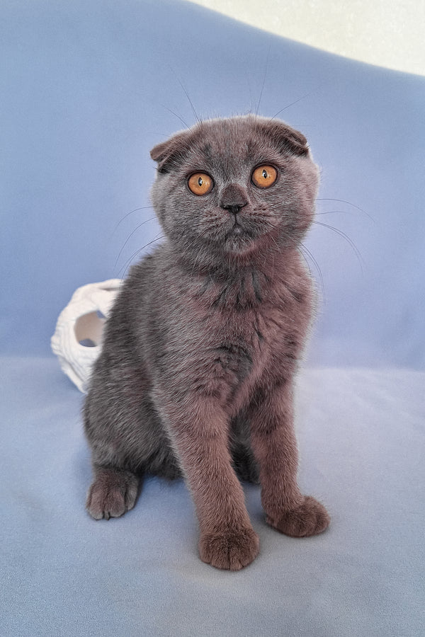 Slava | Scottish Fold Kitten