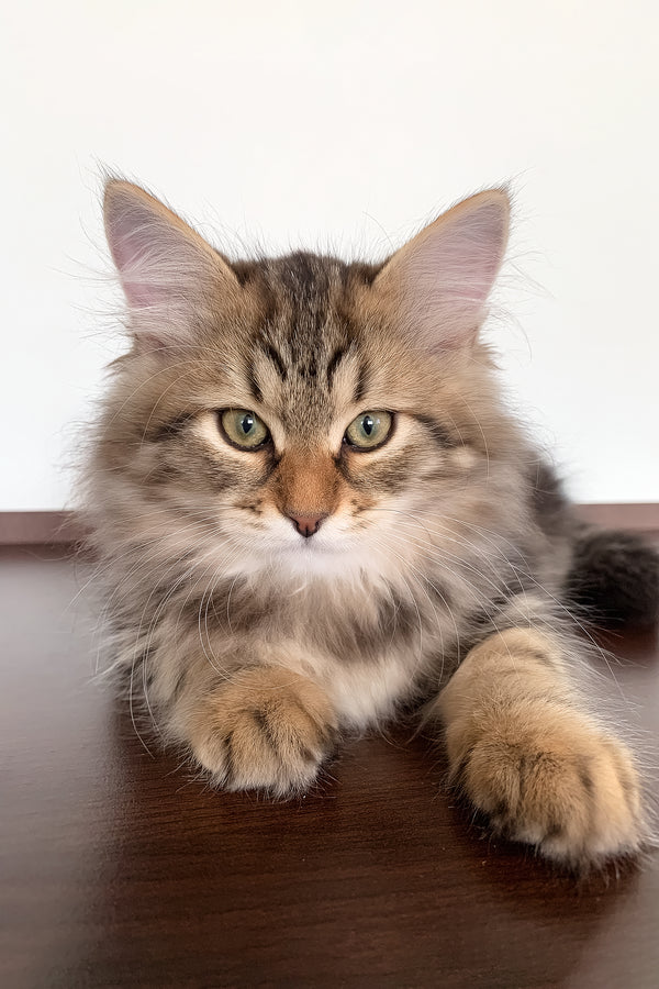 Sophia | Siberian Kitten