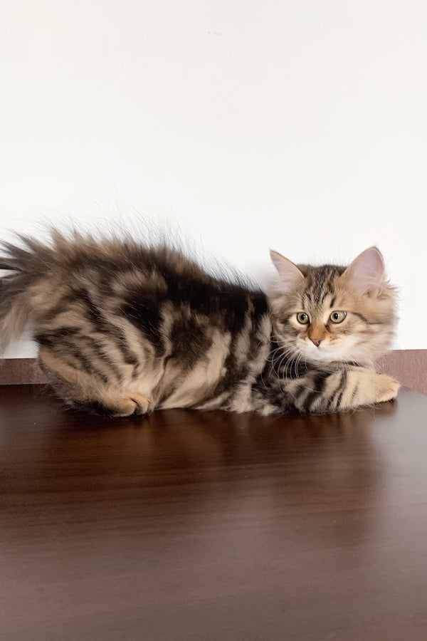 Sophia | Siberian Kitten