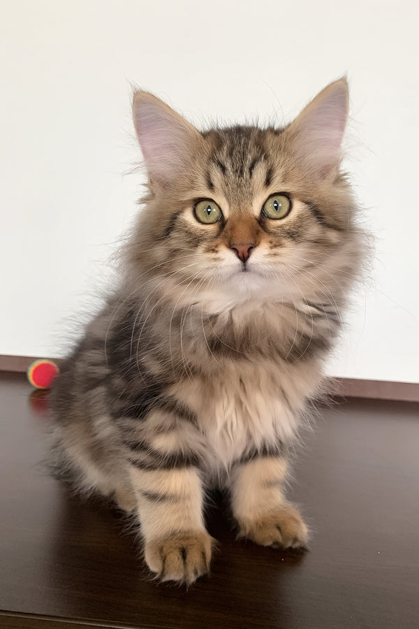 Sophia | Siberian Kitten