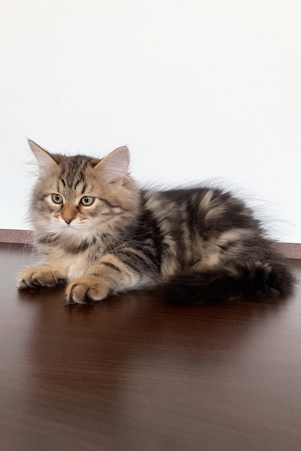 Sophia | Siberian Kitten